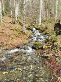 Stream flowing through forest
