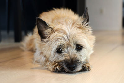 Portrait of dog relaxing on hardwood floor