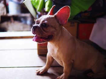 Close-up of a dog looking away