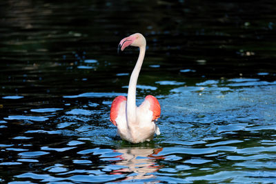 View of a duck in water