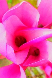 Macro shot of pink flower