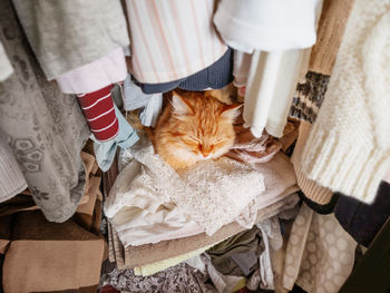 Cute ginger cat sleeps on pile of clothes. fluffy pet has a nap in wardrobe. domestic animal 