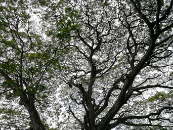 Low angle view of tree against sky