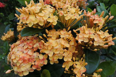 Close-up of flowering plant