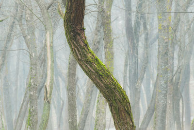 Trees in forest