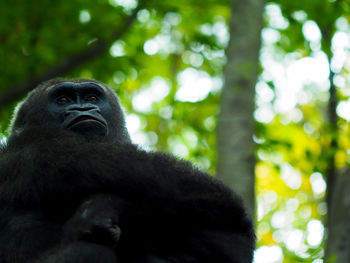 Portrait of monkey on tree