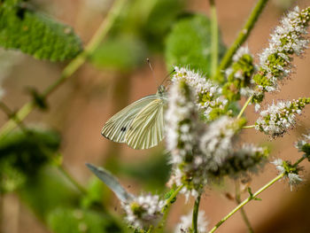 Close-up of butterfly pollinating on flower