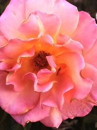 Close-up of pink flower blooming outdoors