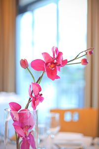 Close-up of pink flowers in vase