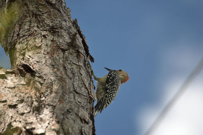 Low angle view of bird perching on tree trunk