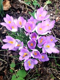 High angle view of purple crocus flowers on field