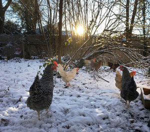 Birds on field during winter