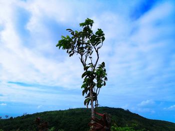 Low angle view of trees against sky