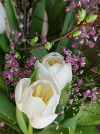 Close-up of white flowers blooming outdoors