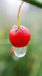 Close-up of strawberry on water