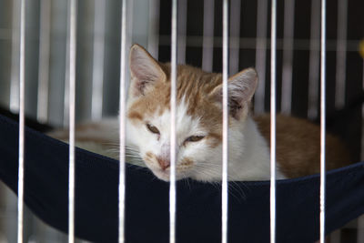 Close-up of cat in cage