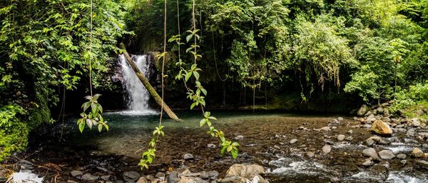 Scenic view of waterfall in forest