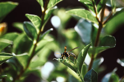 Close-up of insect on plant