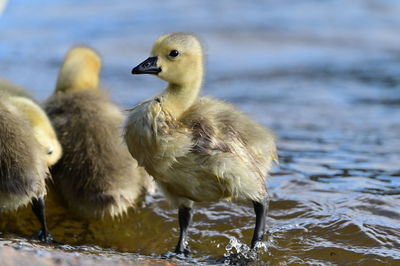 Close-up of duck