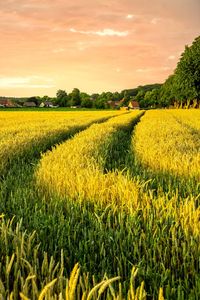 Scenic view of field against sky during sunset