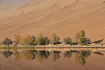 1204 sumu jaran lake's western megadune reflected on mirroring water. badain jaran desert-china.