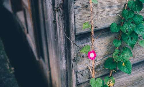 Close-up of ivy growing on wood