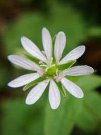 Close-up of white flowering plant