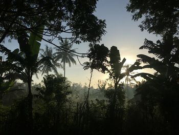 Low angle view of silhouette trees against sky during sunset