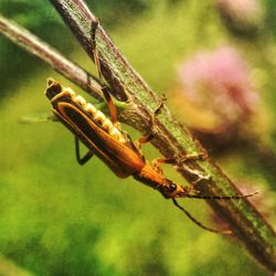 Close-up of insect on leaf