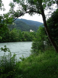 Scenic view of river flowing through forest