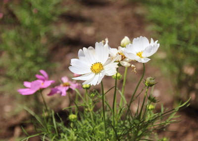 Close-up of white flowering plant on field