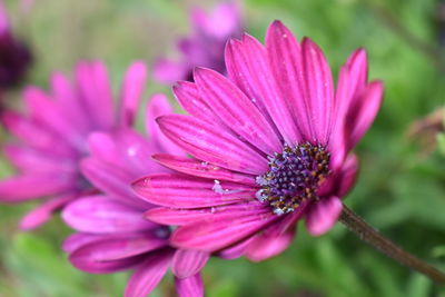 Flower with water inside