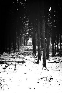 Trees on snow covered landscape