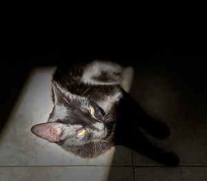 High angle view of cat relaxing on floor at home