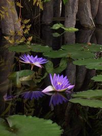 Close-up of lotus water lily in pond