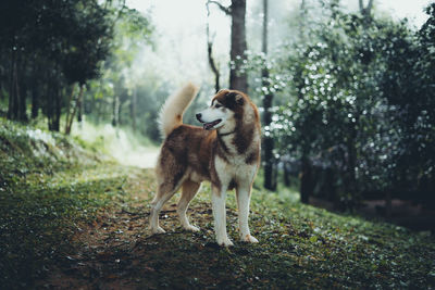 Dog standing in a forest