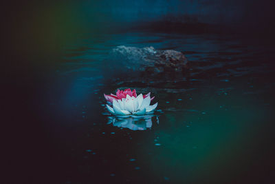 Close-up of pink flower floating on water