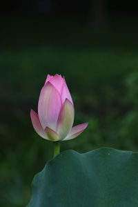 Close-up of pink water lily