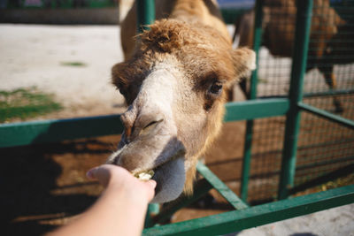 Close-up of hand feeding outdoors