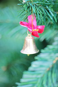 Close-up of pink flower