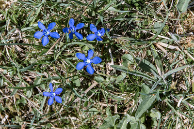 High angle view of purple flowering plants on field