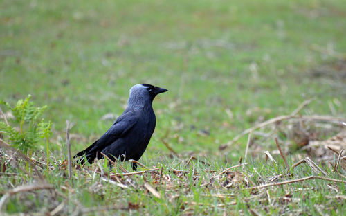 Bird perching on a field