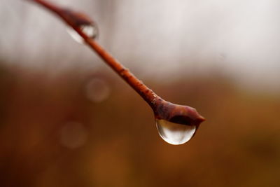 Close-up of water drop on leaf