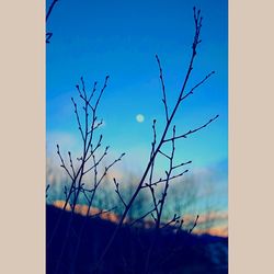 Bare trees against clear sky