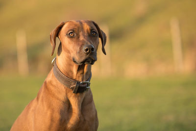 Portrait of dog looking away