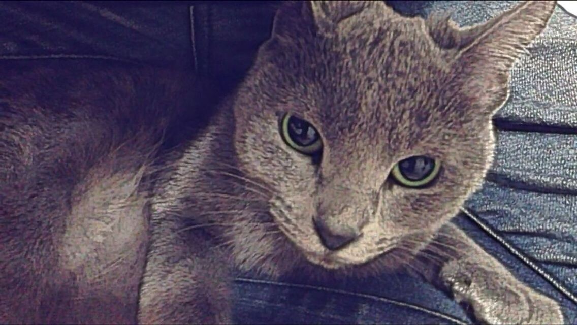 indoors, animal themes, one animal, domestic cat, pets, domestic animals, cat, feline, whisker, mammal, portrait, close-up, animal head, looking at camera, relaxation, high angle view, home interior, animal body part, bed, no people