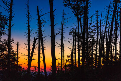 Silhouette of trees during sunset