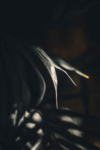 Close-up of feather on plant