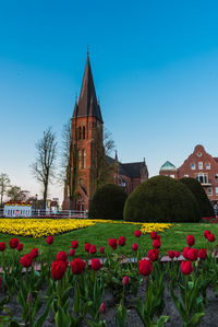 View of red tulips against blue sky and building