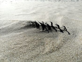 High angle view of crab on beach